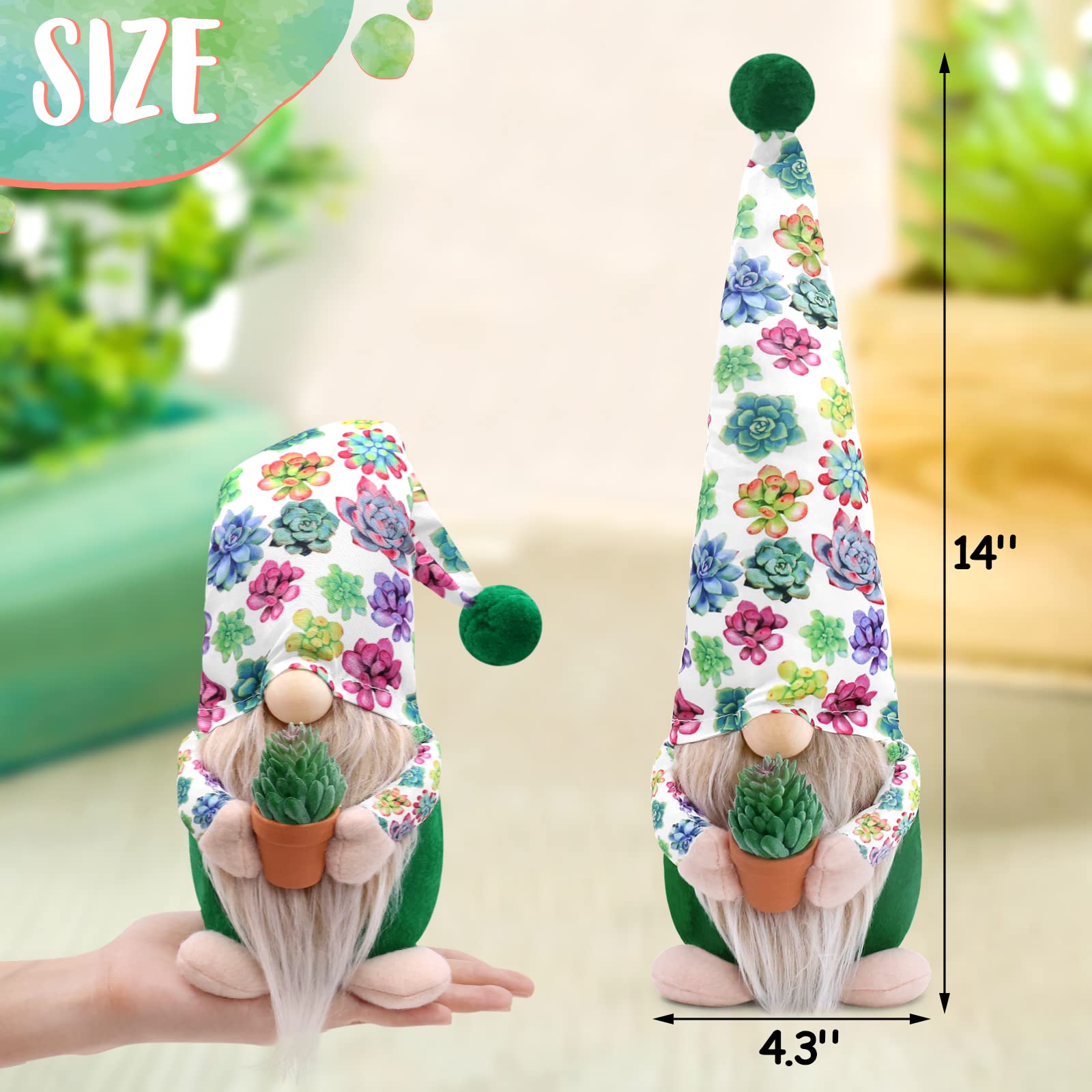 Amazon.co.jp: 多肉植物 ノーム サボテン 植物 ノーム 装飾